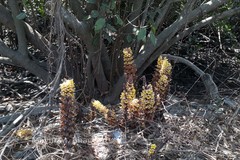 Cistanche tubulosa